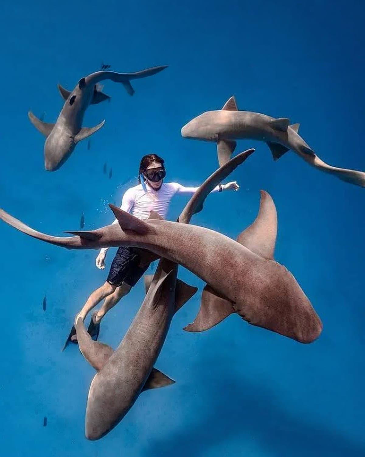 Snorkeling with Nurse Sharks, Maafushi, Maldives