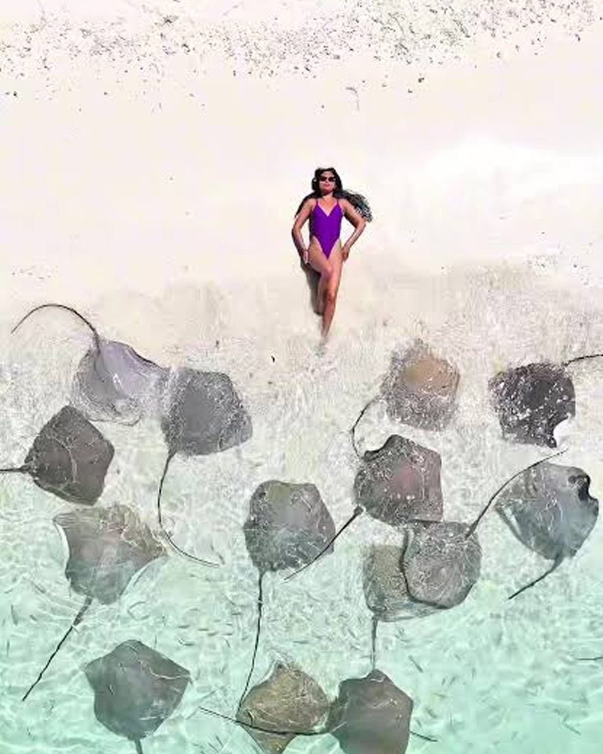 Hand-feeding stingrays